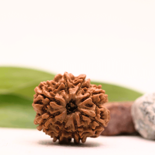 8 Mukhi Nepali Rudraksha - Collector