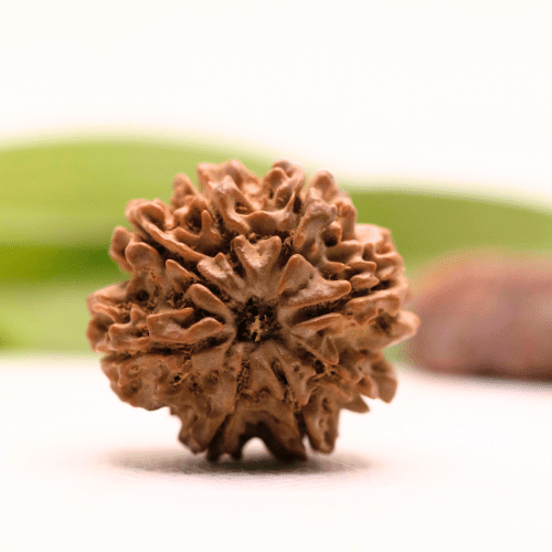8 Mukhi Nepali Rudraksha - Collector