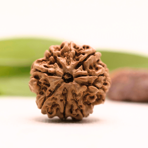 8 Mukhi Nepali Rudraksha - Collector