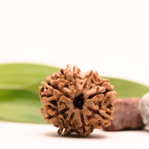 8 Mukhi Nepali Rudraksha - Collector