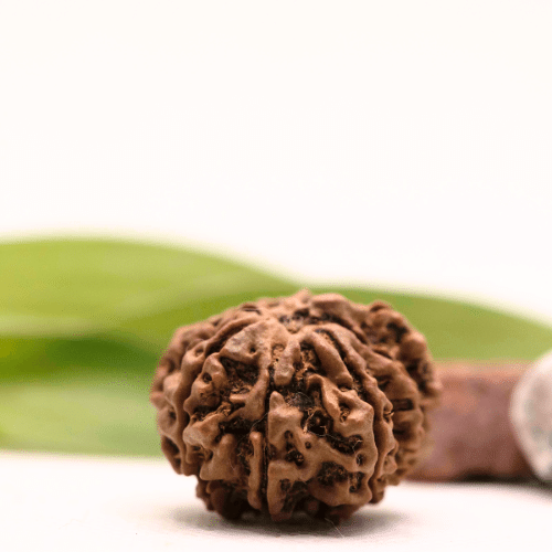 8 Mukhi Nepali Rudraksha - Collector