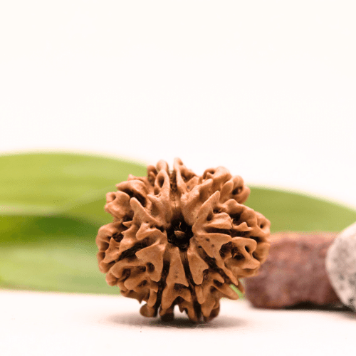 8 Mukhi Nepali Rudraksha - Collector