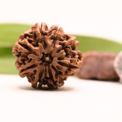 8 Mukhi Nepali Rudraksha - Collector