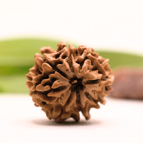 8 Mukhi Nepali Rudraksha - Collector