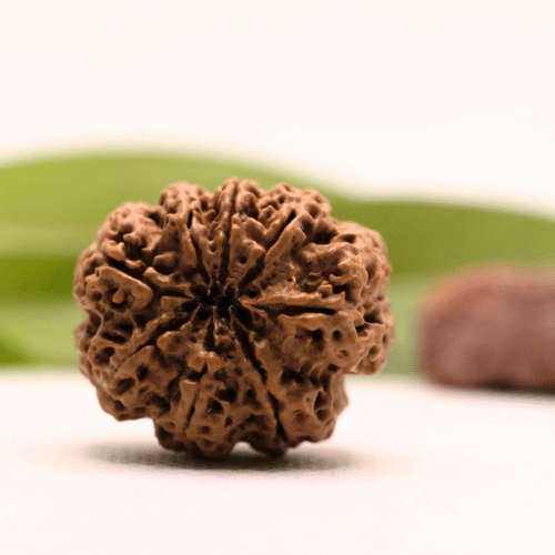 8 Mukhi Nepali Rudraksha - Collector