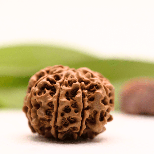 8 Mukhi Nepali Rudraksha - Collector