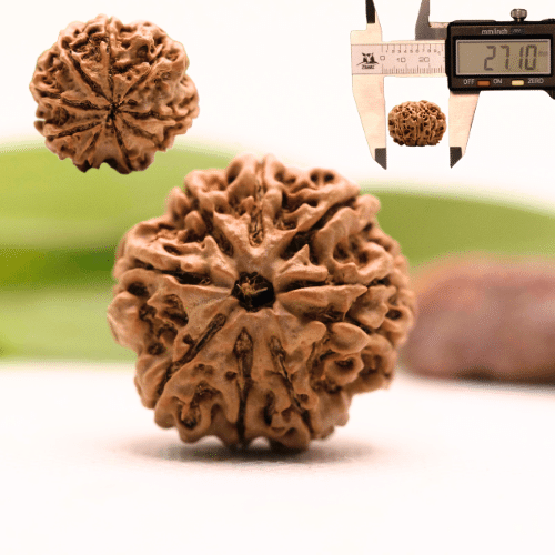 8 Mukhi Nepali Rudraksha - Collector