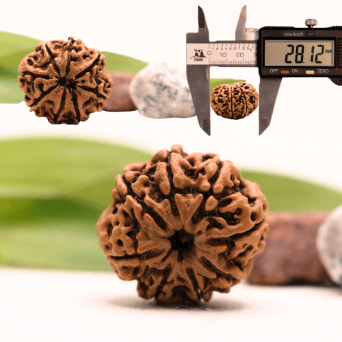 8 Mukhi Nepali Rudraksha - Collector