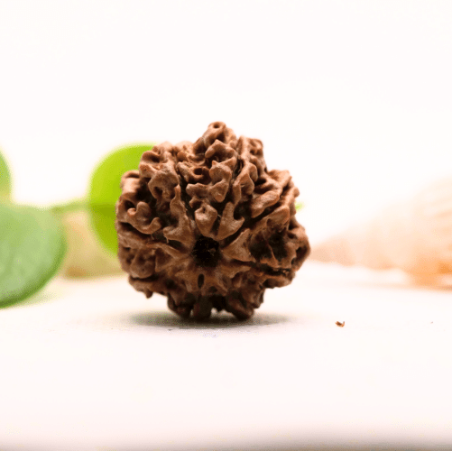 8 Mukhi Nepali Rudraksha - Large