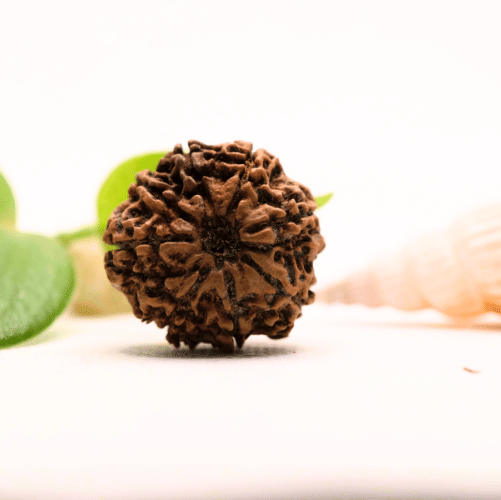 8 Mukhi Nepali Rudraksha - Large