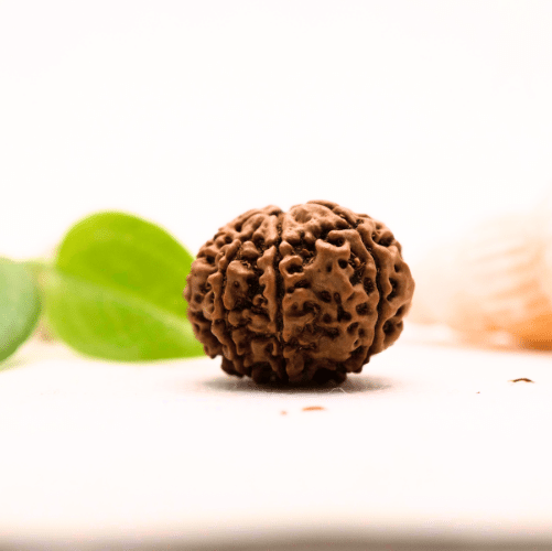 8 Mukhi Nepali Rudraksha - Large