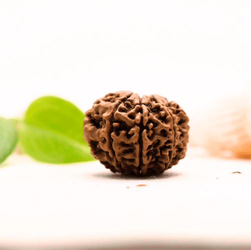 8 Mukhi Nepali Rudraksha - Large