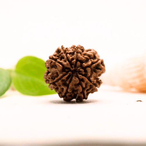 8 Mukhi Nepali Rudraksha - Large