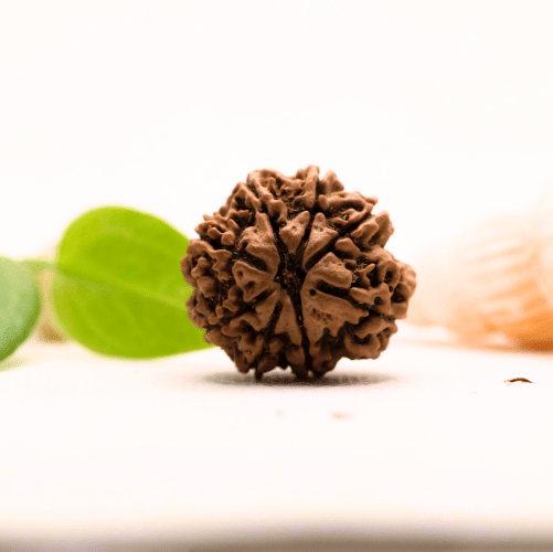 8 Mukhi Nepali Rudraksha - Large