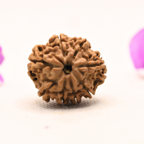 8 Mukhi Nepali Rudraksha - Large