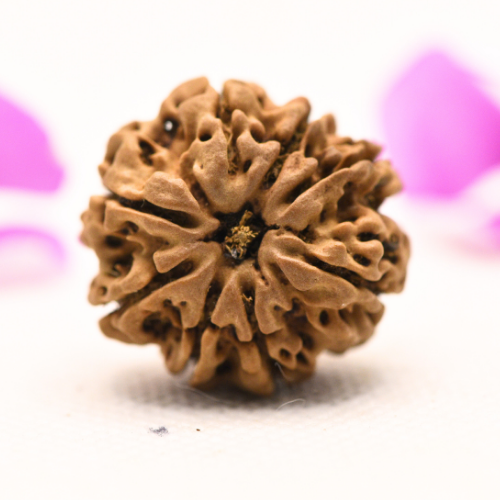 8 Mukhi Nepali Rudraksha - Large