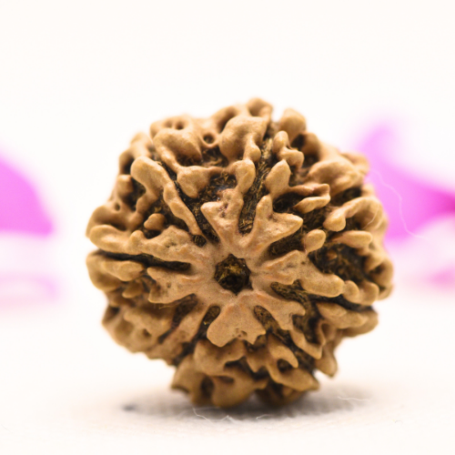 8 Mukhi Nepali Rudraksha - Large