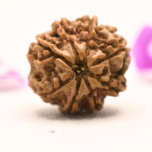 8 Mukhi Nepali Rudraksha - Large