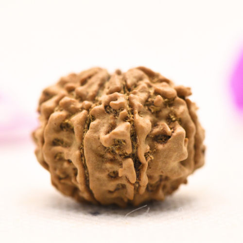 8 Mukhi Nepali Rudraksha - Large
