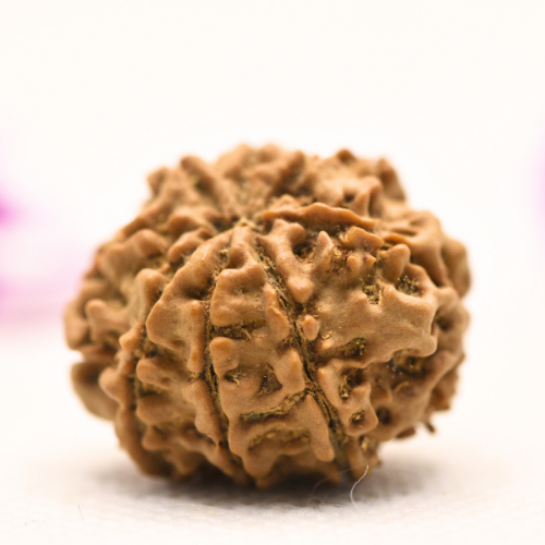 8 Mukhi Nepali Rudraksha - Large