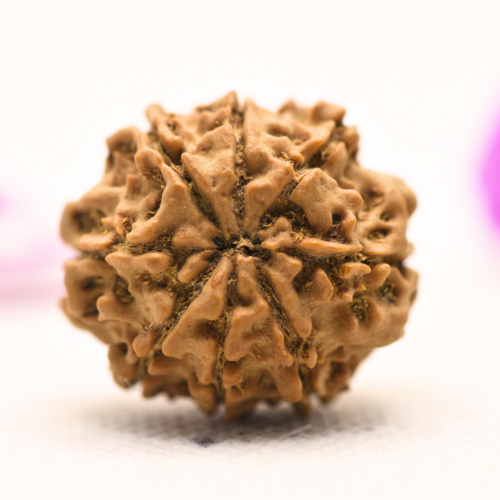 8 Mukhi Nepali Rudraksha - Large