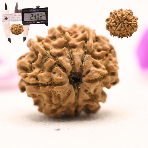 8 Mukhi Nepali Rudraksha - Large