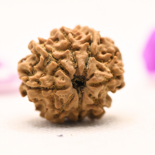 8 Mukhi Nepali Rudraksha - Large