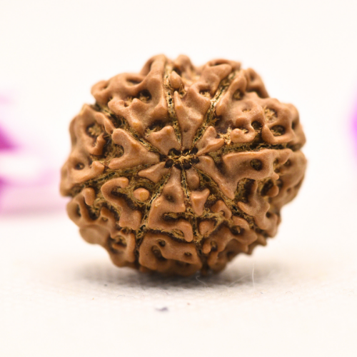 8 Mukhi Nepali Rudraksha - Large