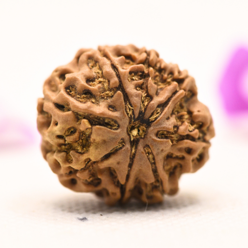 8 Mukhi Nepali Rudraksha - Large
