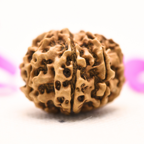 8 Mukhi Nepali Rudraksha - Large