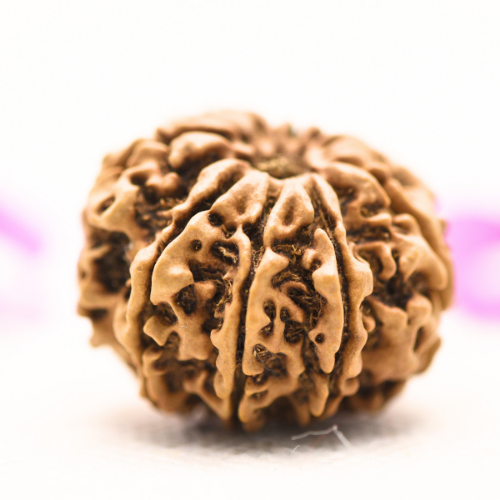 8 Mukhi Nepali Rudraksha - Large