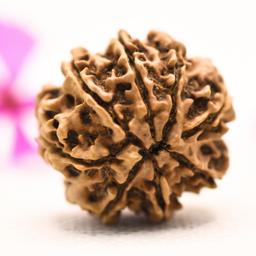 8 Mukhi Nepali Rudraksha - Large