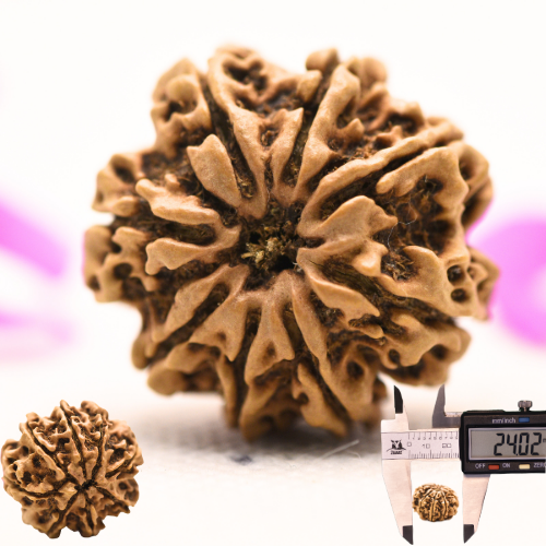 8 Mukhi Nepali Rudraksha - Large