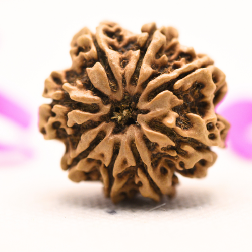 8 Mukhi Nepali Rudraksha - Large