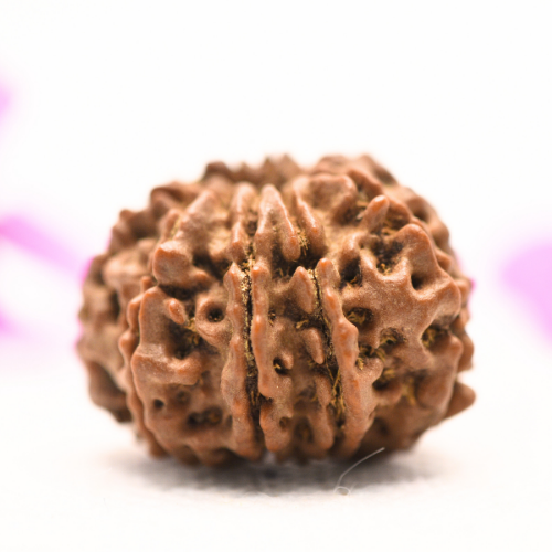 8 Mukhi Nepali Rudraksha - Large