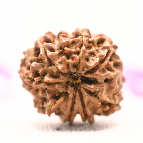 8 Mukhi Nepali Rudraksha - Large