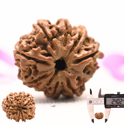 8 Mukhi Nepali Rudraksha - Large
