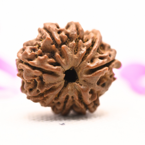 8 Mukhi Nepali Rudraksha - Large