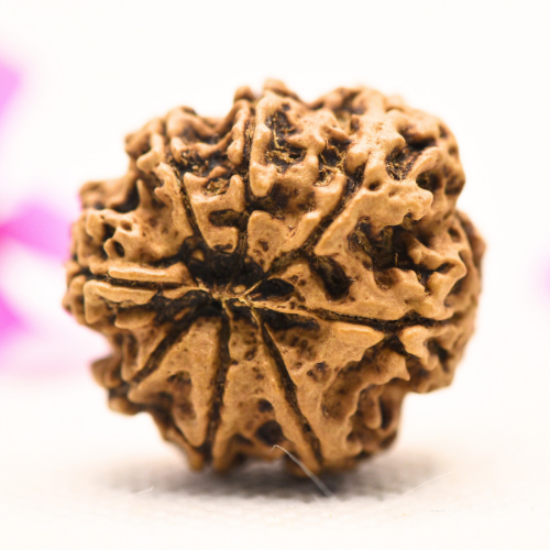 8 Mukhi Nepali Rudraksha - Large