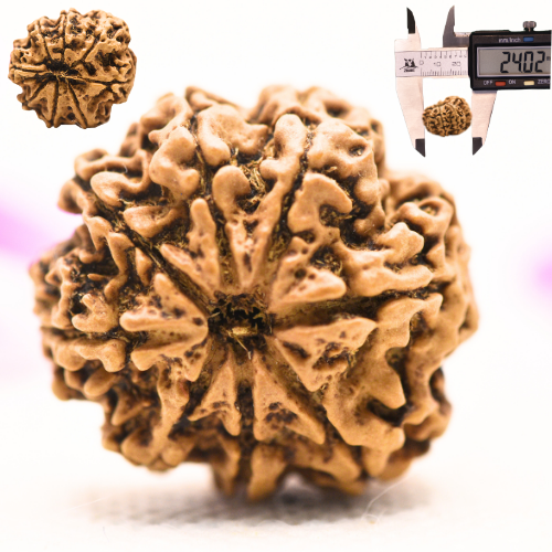 8 Mukhi Nepali Rudraksha - Large