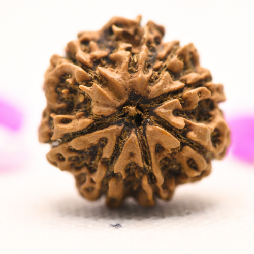 8 Mukhi Nepali Rudraksha - Large