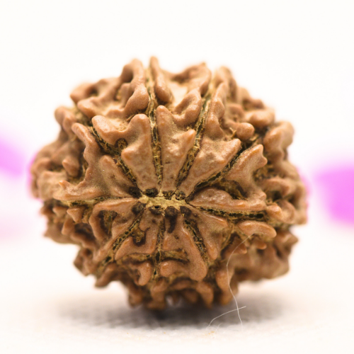 8 Mukhi Nepali Rudraksha - Large