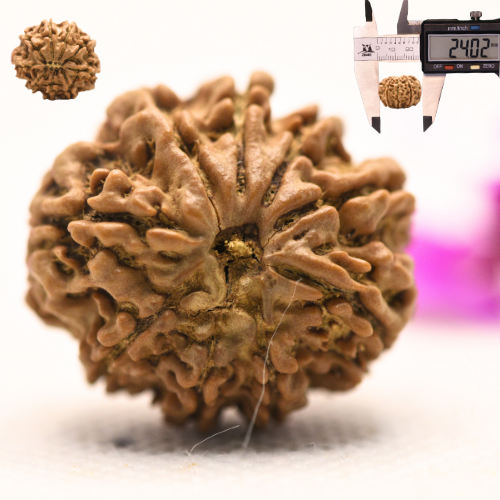 8 Mukhi Nepali Rudraksha - Large