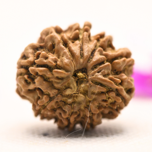 8 Mukhi Nepali Rudraksha - Large