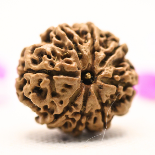 8 Mukhi Nepali Rudraksha - Large