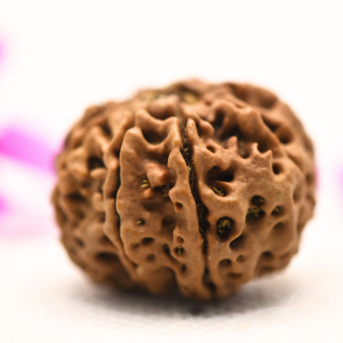 8 Mukhi Nepali Rudraksha - Large