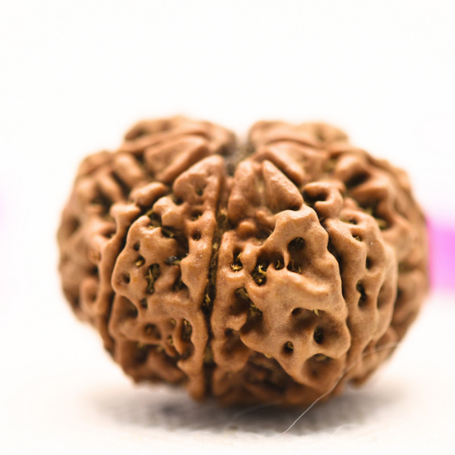 8 Mukhi Nepali Rudraksha - Large