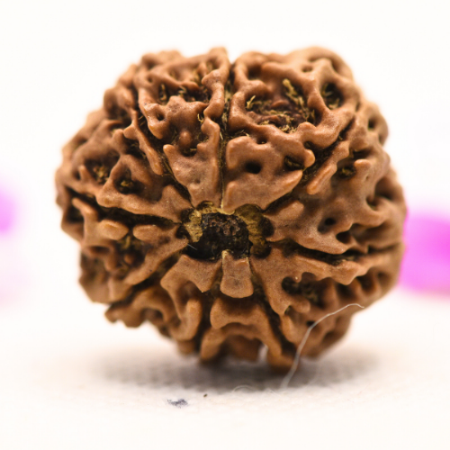 8 Mukhi Nepali Rudraksha - Large
