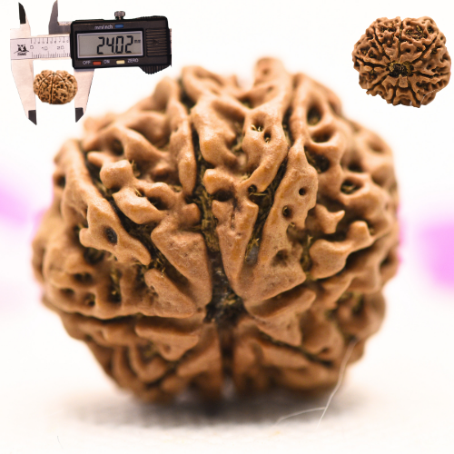 8 Mukhi Nepali Rudraksha - Large