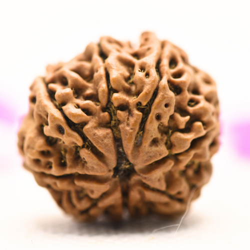 8 Mukhi Nepali Rudraksha - Large